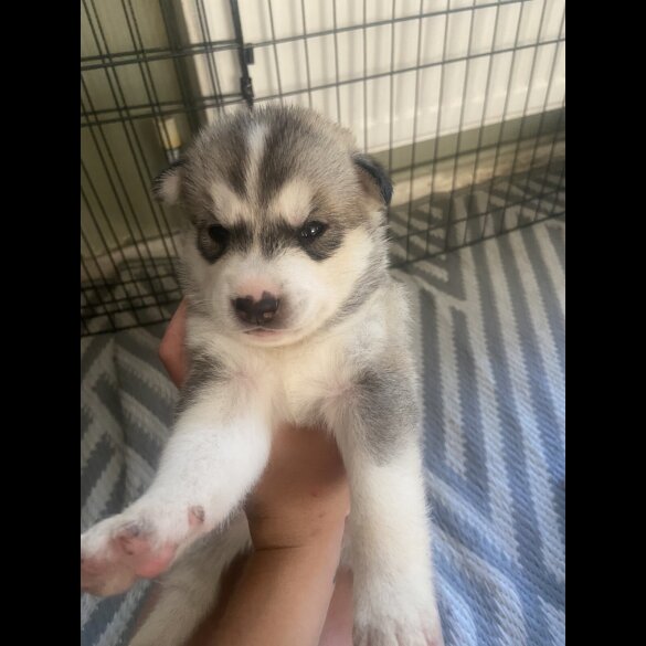 Alaskan Malamute - Both