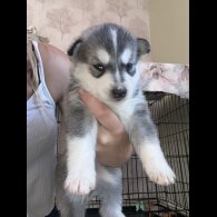 Alaskan Malamute - Both