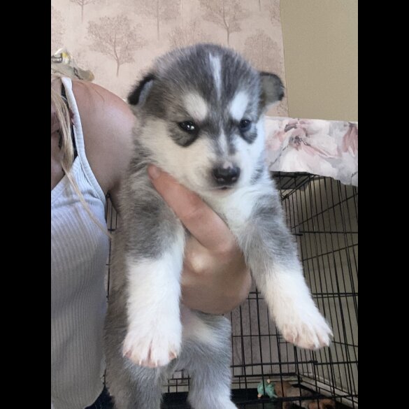 Alaskan Malamute - Both