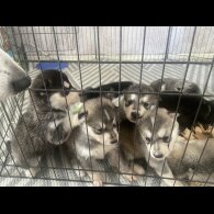 Alaskan Malamute - Both