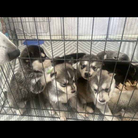 Alaskan Malamute - Both