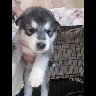 Alaskan Malamute - Both