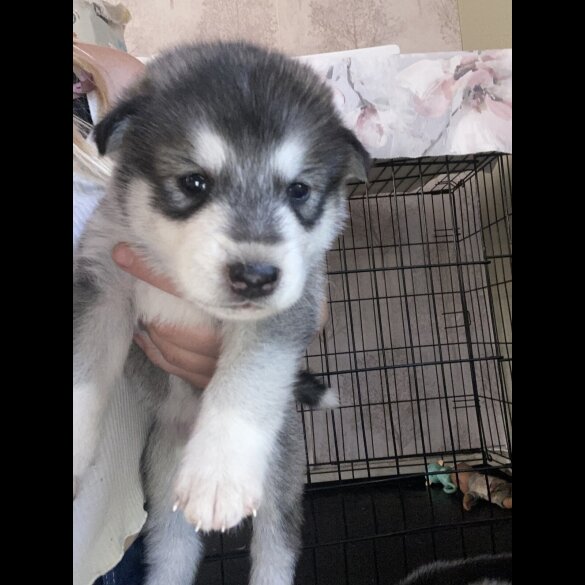 Alaskan Malamute - Both