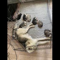 Alaskan Malamute - Both