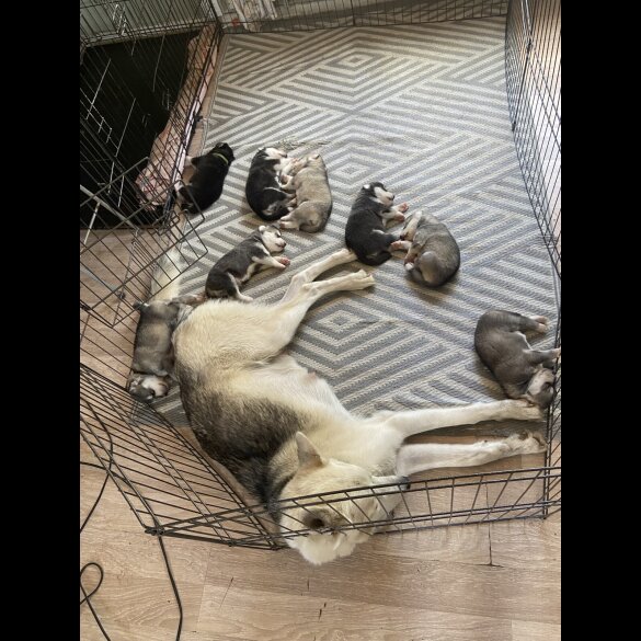 Alaskan Malamute - Both