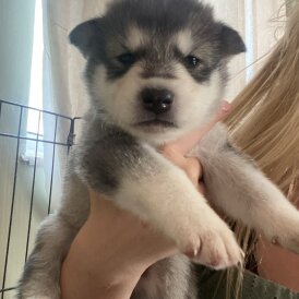 Alaskan Malamute - Both