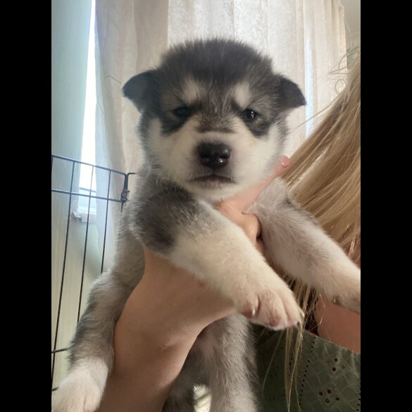 Alaskan Malamute - Both