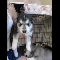Alaskan Malamute - Both