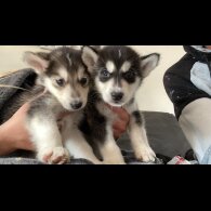Alaskan Malamute - Both