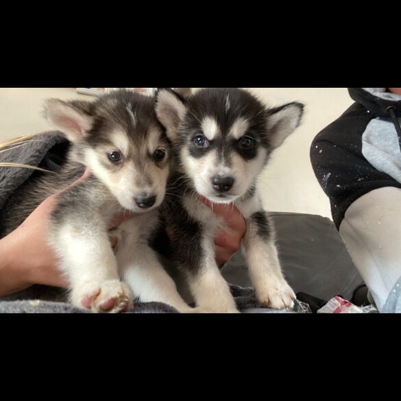 Alaskan Malamute - Both