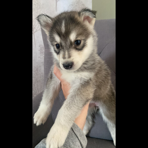 Alaskan Malamute - Both