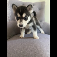 Alaskan Malamute - Both