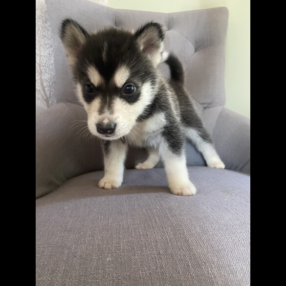 Alaskan Malamute - Both
