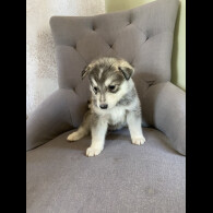 Alaskan Malamute - Both
