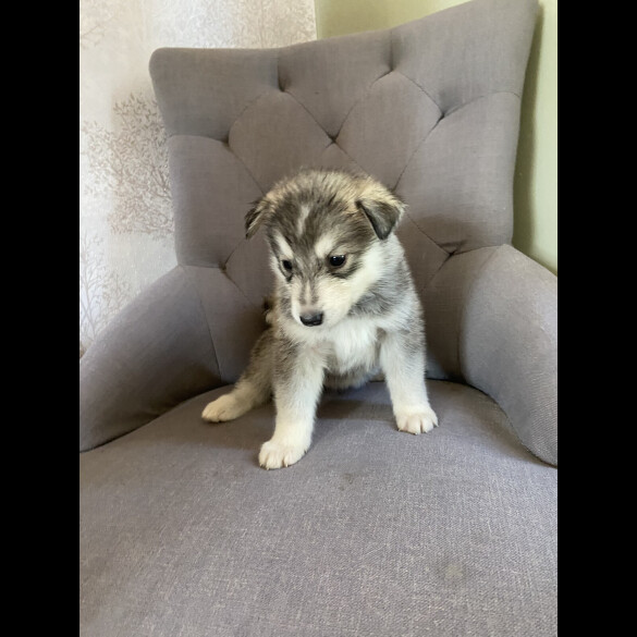 Alaskan Malamute - Both