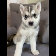 Alaskan Malamute - Both