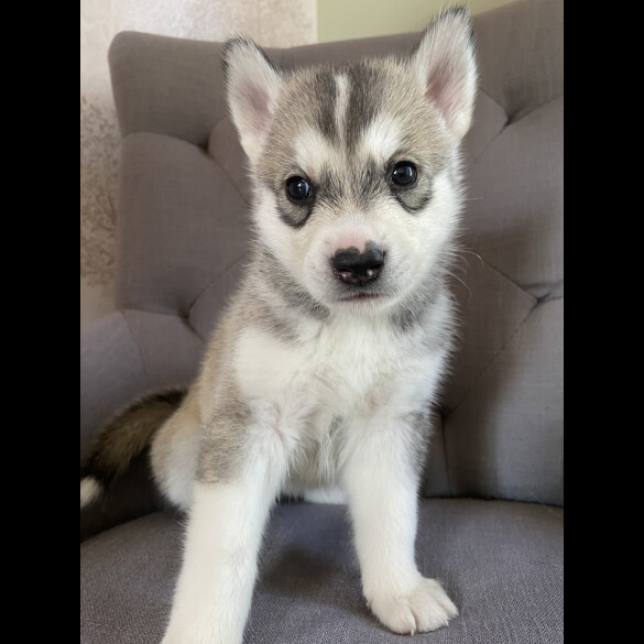 Alaskan Malamute - Both