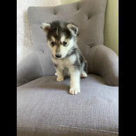 Alaskan Malamute - Both