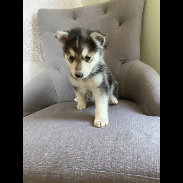 Alaskan Malamute - Both