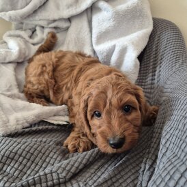 Cockapoo - Dogs