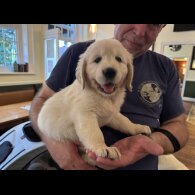 Golden Retriever - Both
