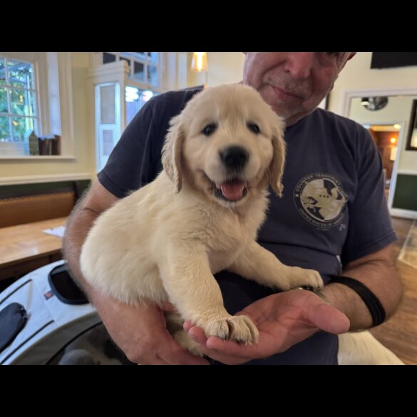Golden Retriever - Both