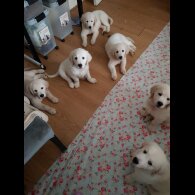 Golden Retriever - Both