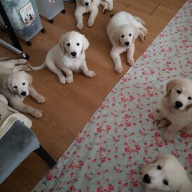 Golden Retriever - Both