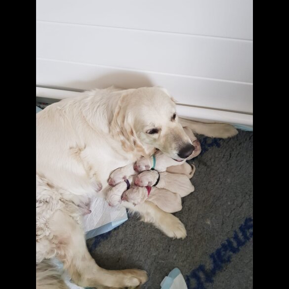 Golden Retriever - Both