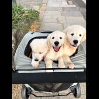 Golden Retriever - Both