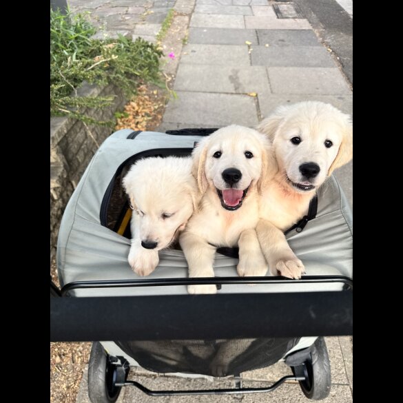 Golden Retriever - Both
