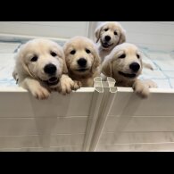 Golden Retriever - Both