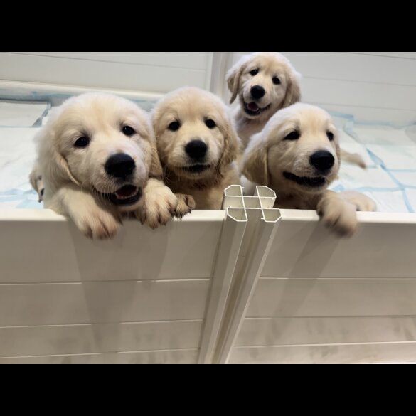 Golden Retriever - Both