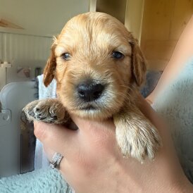 Goldendoodle - Both