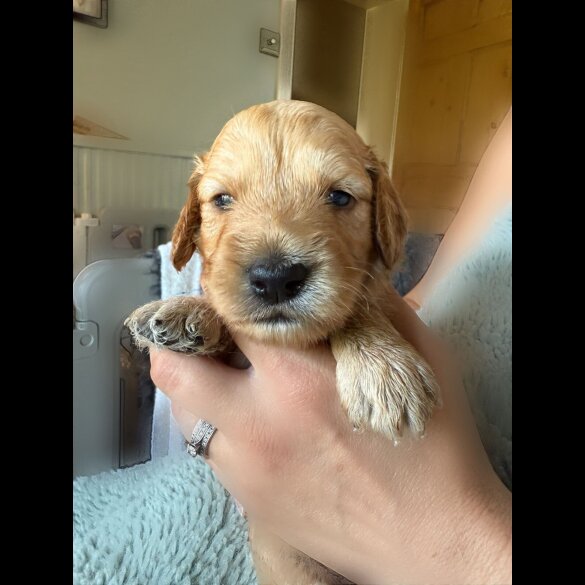 Goldendoodle - Both