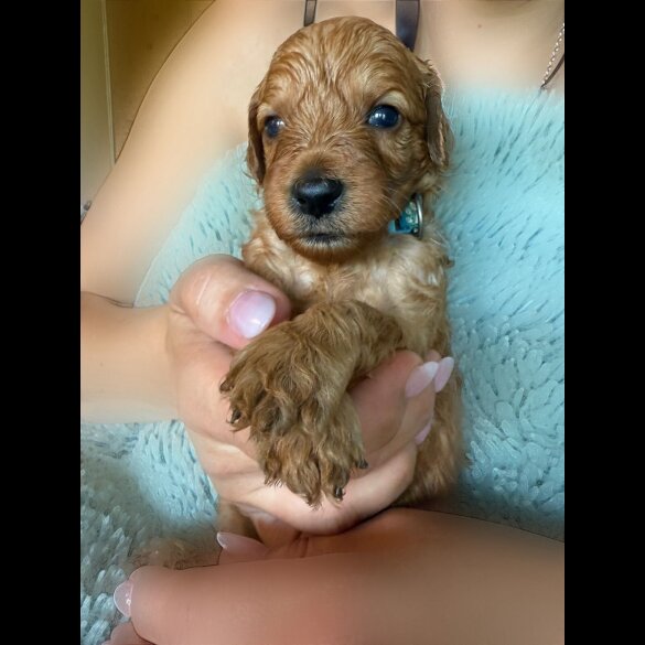 Goldendoodle - Both