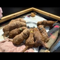 Goldendoodle - Both