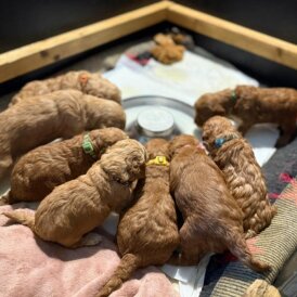Goldendoodle - Both