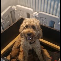Goldendoodle - Both