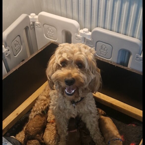 Goldendoodle - Both