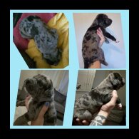 American Bulldog - Both
