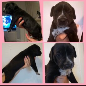 American Bulldog - Bitches