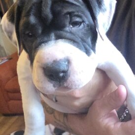 American Bulldog - Bitches