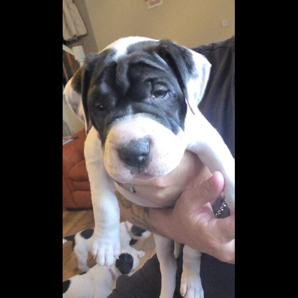 American Bulldog - Bitches