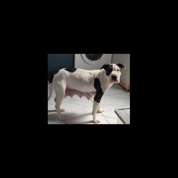 American Bulldog - Bitches