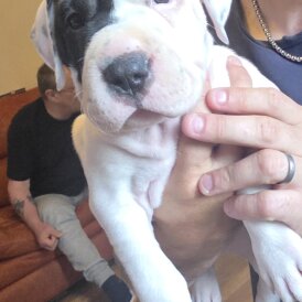 American Bulldog - Bitches