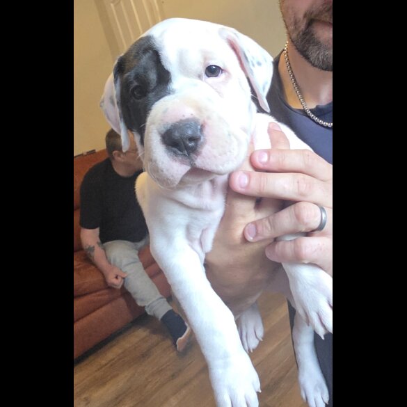 American Bulldog - Bitches