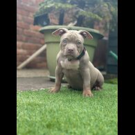 American Bulldog - Both