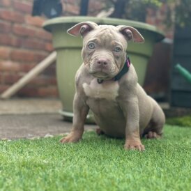 American Bulldog - Both