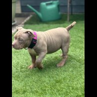 American Bulldog - Both